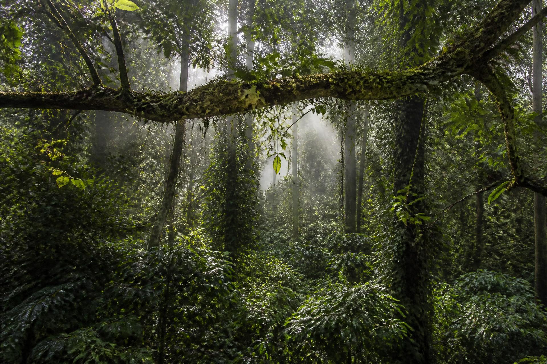 Sunlit misty Coorg rainforest and coffee plantation canopy